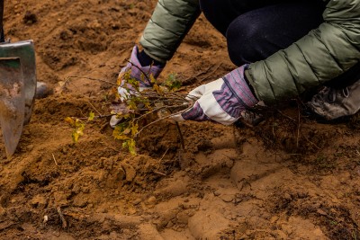 tree-planting-carousel-image